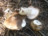 Hygrophorus limacinus (Scop.) Fr. 1838