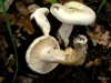 Hygrophorus penarius Fr. 1836