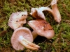 Hygrophorus roseodiscoideus Bon & Chevassut 1985