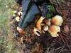 Hypholoma fasciculare (Huds.) P. Kumm. 1871