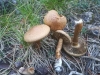 Inocybe cf. terrigena (Fr.) Kuyper 1985