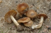 Inocybe dunensis P.D. Orton 1960