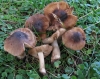 Inocybe phaeoleuca Khner 1955