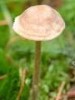 Inocybe rufoalba