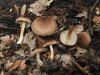 Inocybe sp.