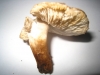 Inocybe tenebrosa Quél. 1885