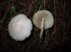 Inocybe cf. geophylla (Fr.) P. Kumm. 1871