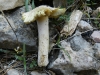 Inocybe cf. rimosa (Bull.) P. Kumm. 1871