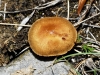 Inocybe sp.