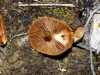 Inocybe sp.