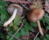 Inocybe sp