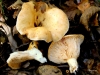 Lactarius acerrimus Britzelm. 1893 Lactarius acerrimus Britzelm. 1893