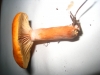 Lactarius aurantiacus (Pers.) Gray 1821
