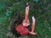 Lactarius aurantiacus (Pers.) Gray 1821