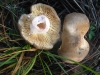 Lactarius azonites (Bull.) Fr. 1838
