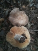 Lactarius azonites (Bull.) Fr. 1838