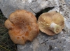 Lactarius chrysorrheus Fr. 1838 Lactarius chrysorrheus Fr. 1838