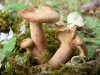 Lactarius decipiens Quél. 1886 Lactarius decipiens Quél. 1886