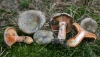 Lactarius quieticolor Romagn. 1958 Lactarius quieticolor Romagn. 1958
