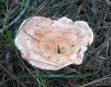 Lactarius sanguifluus (Paulet) Fr. 1838