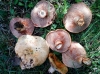 Lactarius sanguifluus (Paulet) Fr. 1838