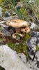 Lactarius sanguifluus (Paulet) Fr. 1838