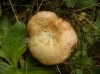 Lactarius sanguifluus (Paulet) Fr. 1838