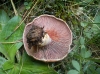Lactarius sanguifluus (Paulet) Fr. 1838