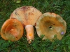 Lactarius semisanguifluus R. Heim & Leclair 1950 Lactarius semisanguifluus R. Heim & Leclair 1950