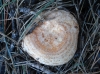 Lactarius sp. Lactarius sp.