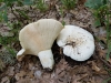 Lactarius vellereus (Fr.) Fr. 1838