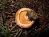 Lactarius deliciosus (L.) Gray 1821