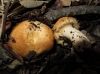 Lactarius mairei Malençon 1939 Lactarius mairei Malençon 1939
