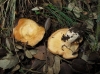 Lactarius mairei Malençon 1939 Lactarius mairei Malençon 1939