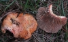 Lactarius sanguifluus (Paulet) Fr. 1838