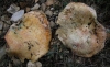 Lactarius sanguifluus (Paulet) Fr. 1838