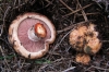 Lactarius sanguifluus (Paulet) Fr. 1838