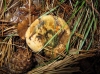 Lactarius sanguifluus (Paulet) Fr. 1838