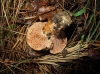 Lactarius sanguifluus (Paulet) Fr. 1838