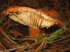 Lactifluus rugatus (Khner & Romagn.) Verbeken 2012