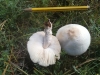 Lepiota alba (Bres.) Sacc. 1887