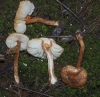 Lepiota castanea Qul. 1881
