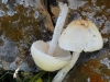 Lepiota cf. clypeolaria (Bull.) P. Kumm. 1871
