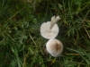 Lepiota ochraceodisca Bon 1991