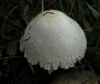 Lepiota sp.