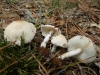 Lepiota cf. oreadiformis Velen. 1920