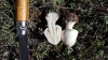 Leucoagaricus cf. cinerascens (Qul.) Bon & Boiffard 1978