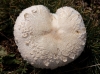 Leucoagaricus leucothites (Vittad.) Wasser 1977