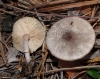 Leucoagaricus melanotrichus (Malenon & Bertault) Trimbach 1975