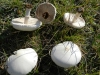 Leucoagaricus leucothites (Vittad.) Wasser 1977